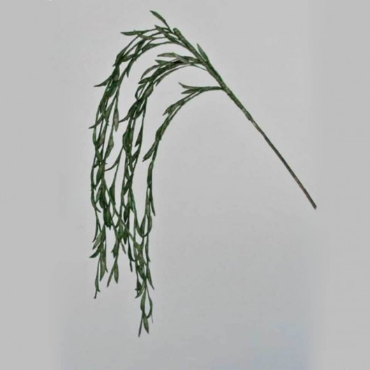 Vara senecio colgante verde