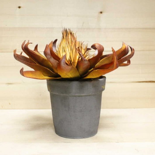Cactus flor