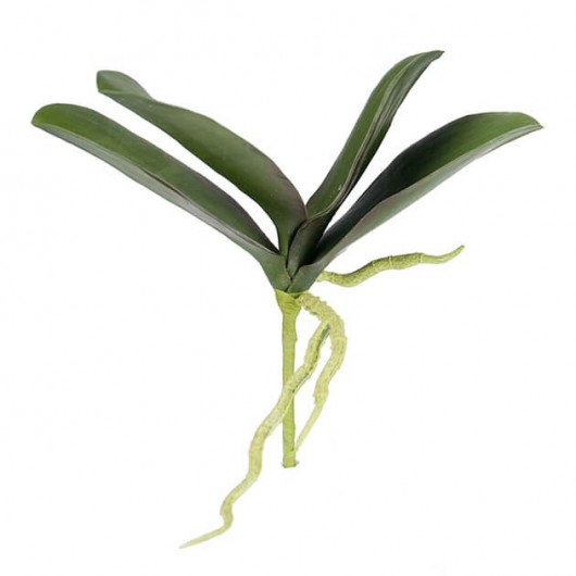 hoja verde de orquidea