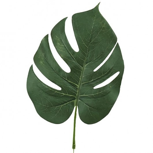 hoja costilla adan