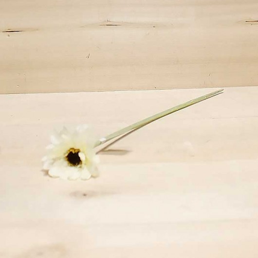 Gerbera o Margarita africana