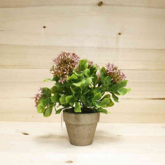 Planta con maceta 25x17cm