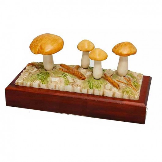 Trofeo Cocina - Micología...